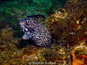 Spotted eel by Stephen Hamedl 